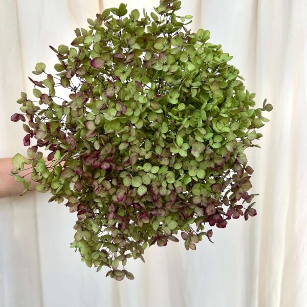 Antique Small Preserved Hydrangea Green & Dark Pink