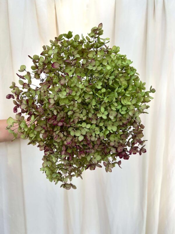 Antique Small Preserved Hydrangea Green & Dark Pink