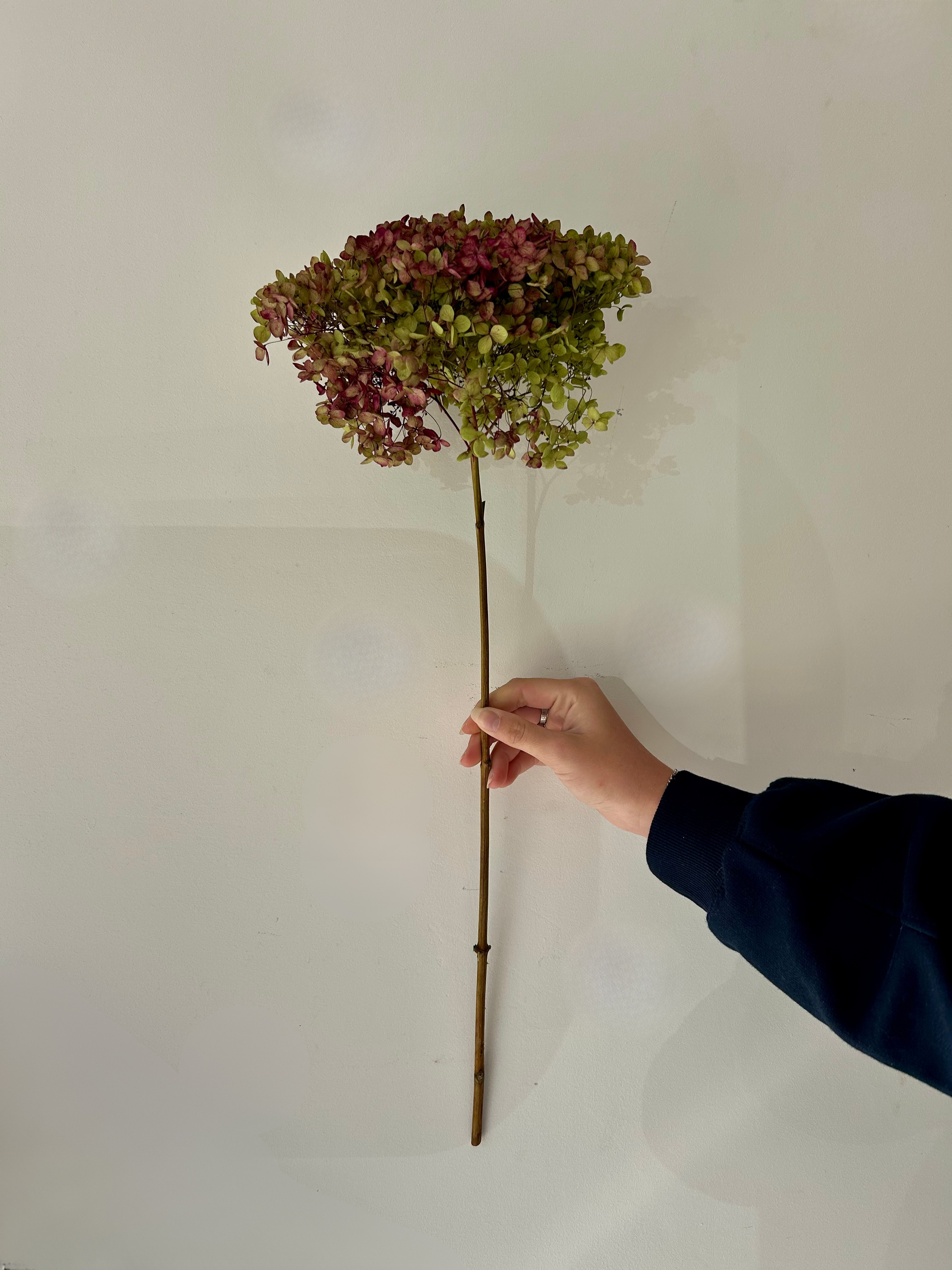 Antique Small Preserved Hydrangea Green & Dark Pink