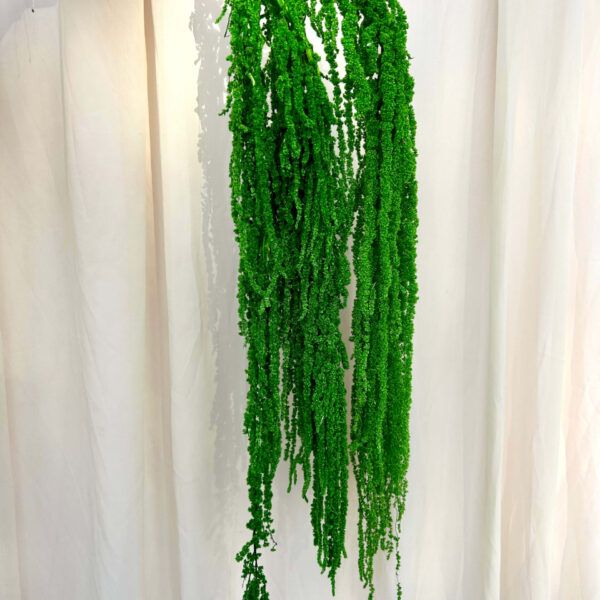 Preserved Amaranthus Forest Green Pack of 3 Stems