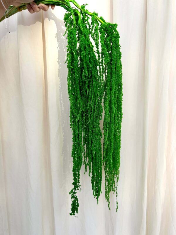 Preserved Amaranthus Forest Green Pack of 3 Stems