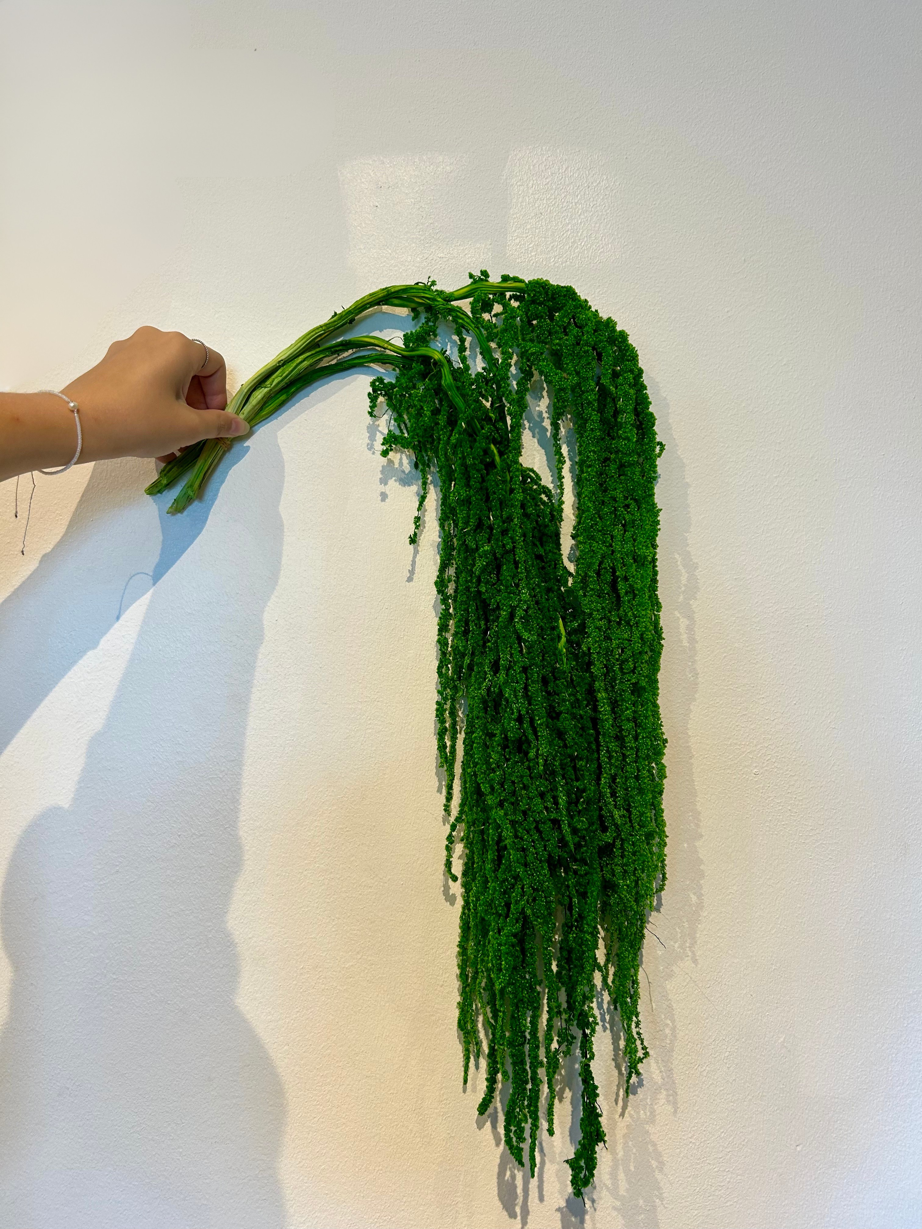 Preserved Amaranthus Forest Green Pack of 3 Stems