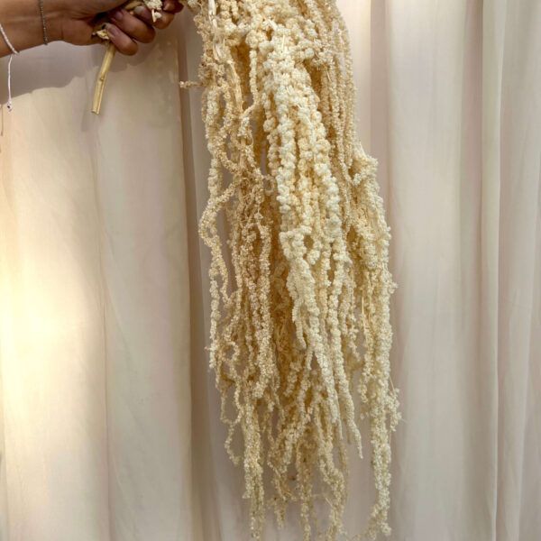 Preserved Bleached Amaranthus Pack of 3 Stems