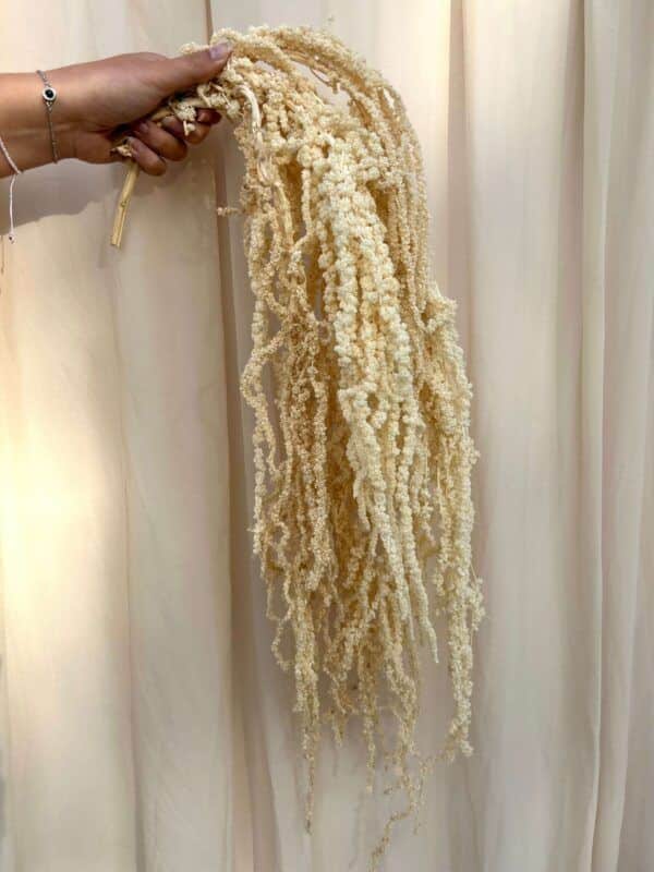 Preserved Bleached Amaranthus Pack of 3 Stems