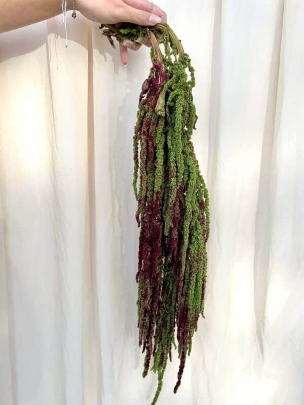 Preserved Amaranthus Antique Green Pack of 3 Stems