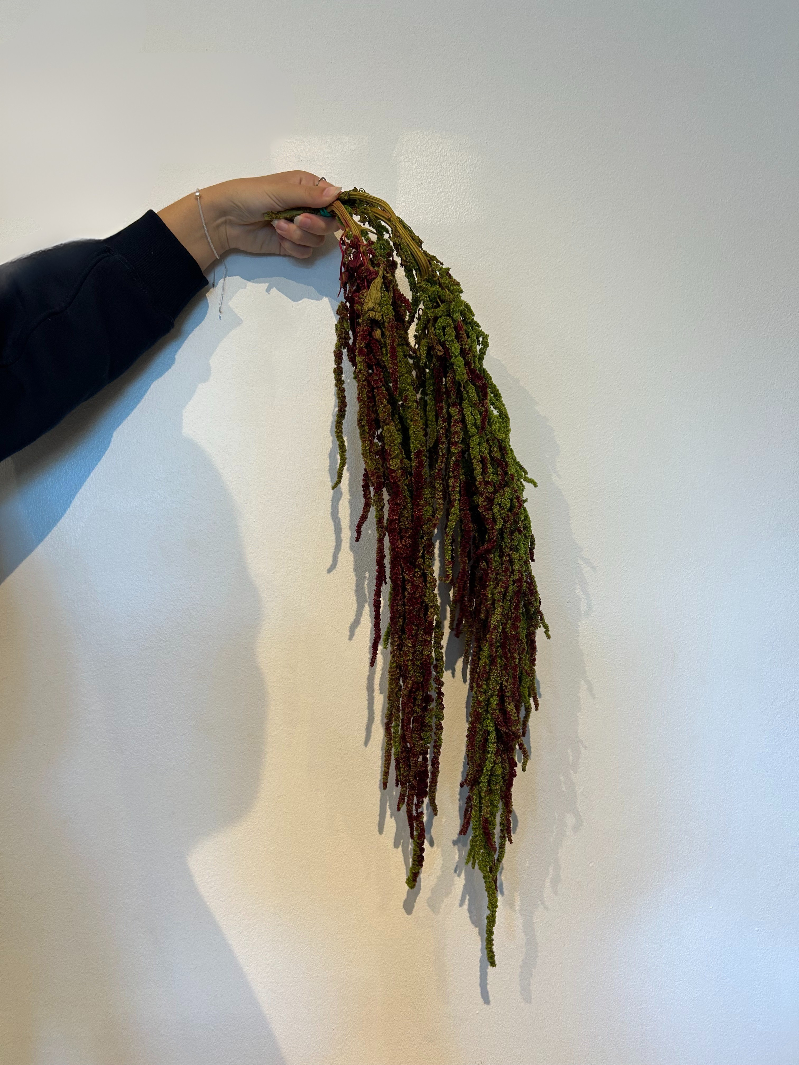 Preserverd Amaranthus Antique Green Pack of 3 Stems