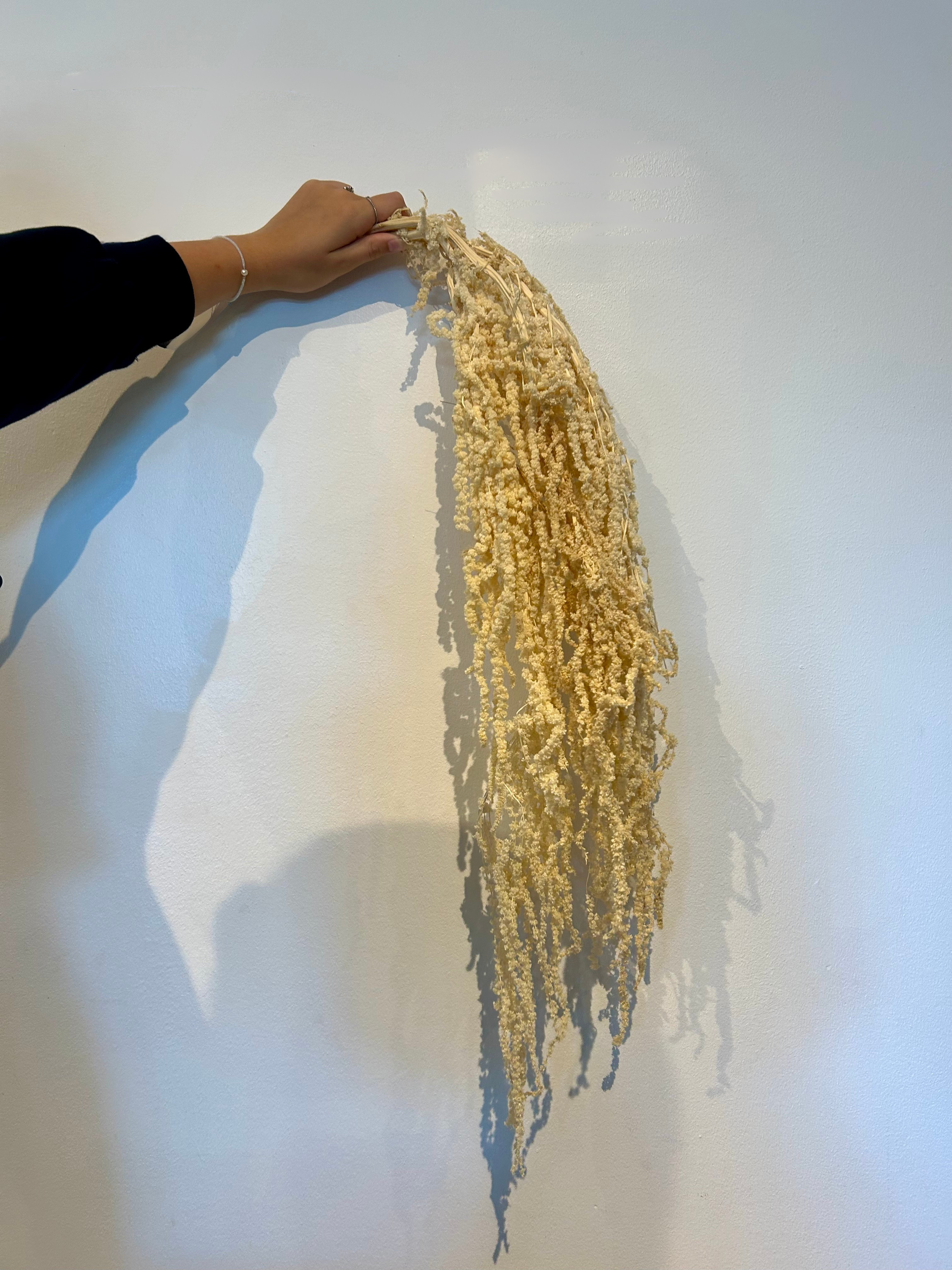 Preserved Bleached Amaranthus Pack of 3 Stems